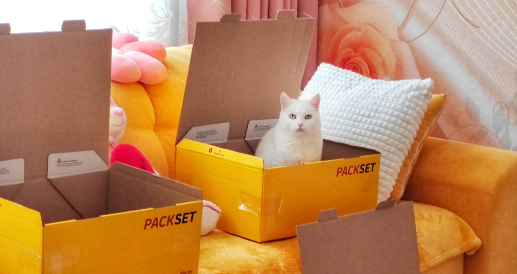 Katzenbetreuung
